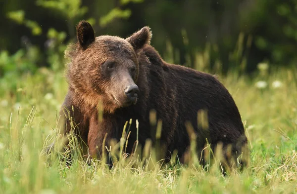 Dziki Niedźwiedź Brunatny Naturalnym Środowisku — Zdjęcie stockowe