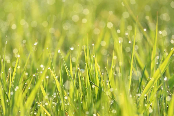 Close Van Groen Gras Met Ochtenddauw — Stockfoto