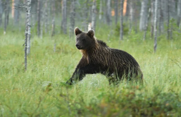 Urso Pardo Selvagem Habitat Natural — Fotografia de Stock