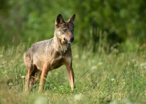 Lobo Gris Salvaje Pradera Verde — Foto de Stock