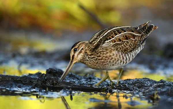 Close View Common Snipe Natural Habitat — Stock Photo, Image