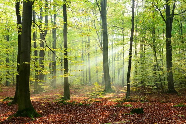 Schöner Morgen Mit Sonnenschein Herbstlichen Wald — Stockfoto