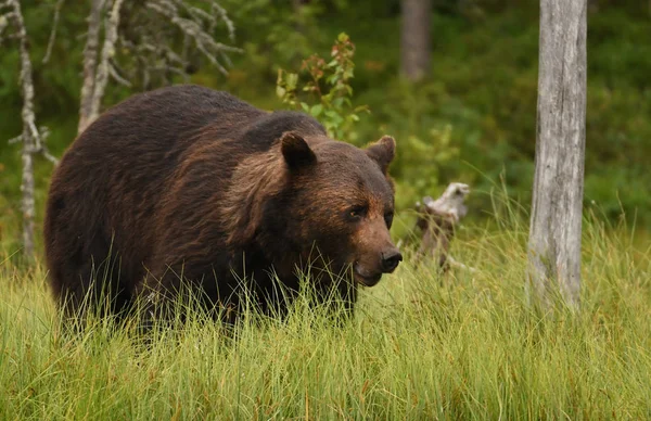 Wilder Braunbär Natürlichem Lebensraum — Stockfoto