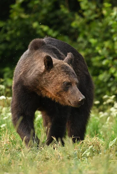 Wild brown bear in natural habitat
