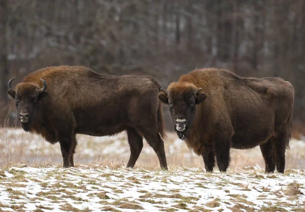 Bisontes Europeos Bison Bonasus —  Fotos de Stock