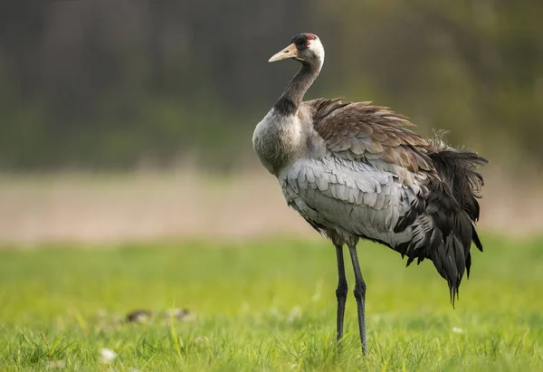 Vue Rapprochée Grue Commune Dans Habitat Naturel — Photo