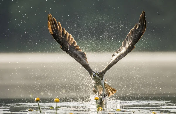 Göl Kenarında Balıkkartalı Avcılık Görünümü Kadar Kapatın — Stok fotoğraf