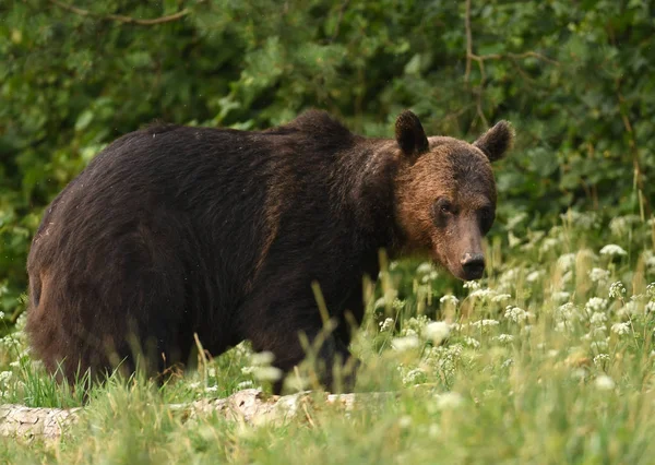 Urso Pardo Selvagem Habitat Natural — Fotografia de Stock