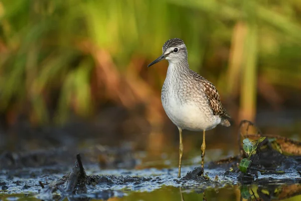 Vista Cerca Del Sandpiper Madera Hábitat Natural — Foto de Stock