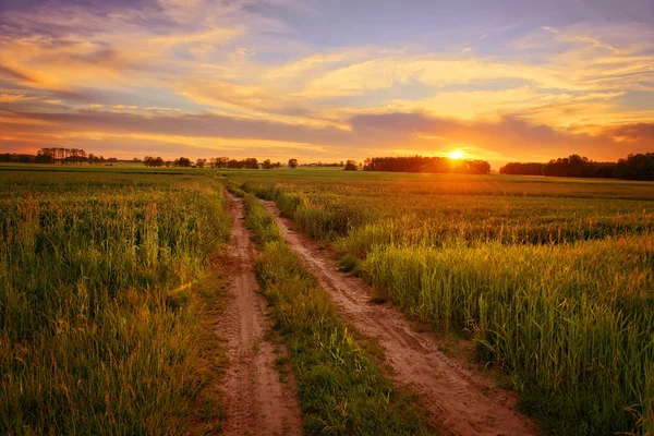 Beautiful Sunset Summer Agricultural Field — Stock Photo, Image