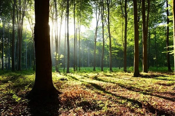 Schöner Morgen Mit Sonnenschein Herbstlichen Wald — Stockfoto