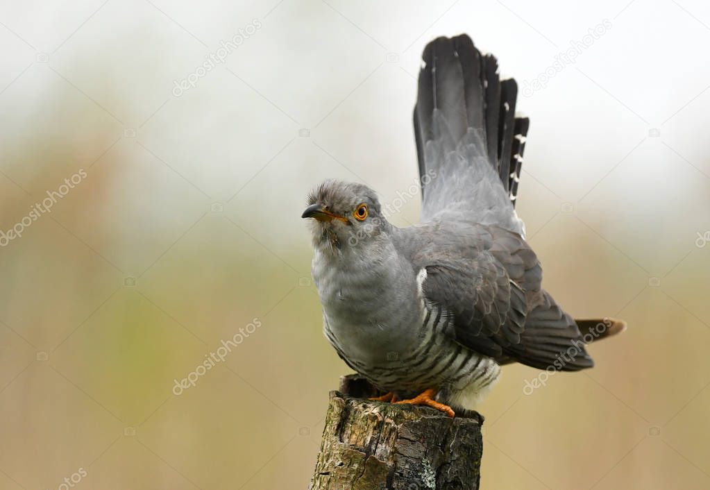 Common cuckoo , close up view