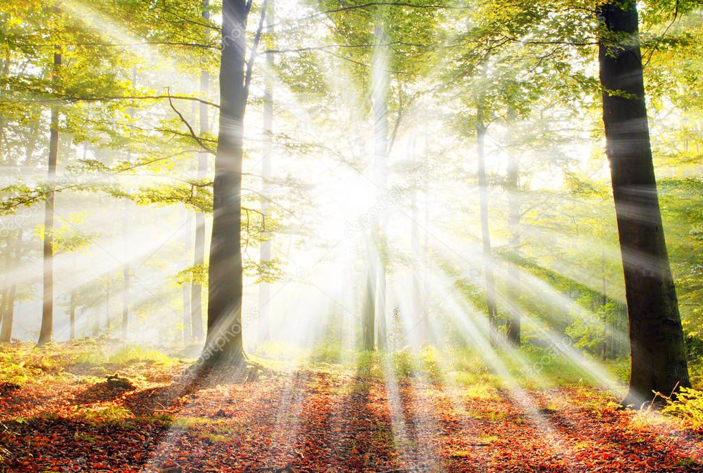 beautiful morning with sunshine in autumn forest