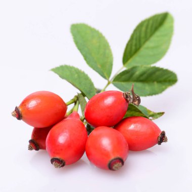 Beyaz gül yabani meyve