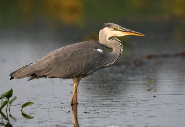 Gri balıkçıl doğal ortamlarında, yakın çekim