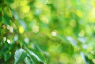 soyut yeşil doğal bokeh arka plan