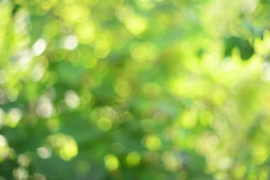 soyut yeşil doğal bokeh arka plan