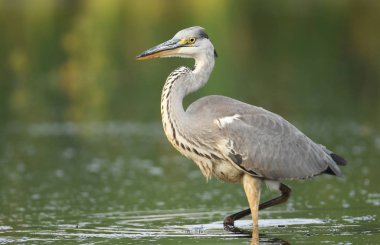 Gri balıkçıl doğal ortamlarında, yakın çekim