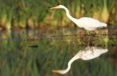 Doğal Yaşam Alanında Büyük Beyaz Akbalıkçıl