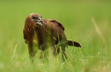 Marsh harrier doğal ortamlarında görünümünü kapat