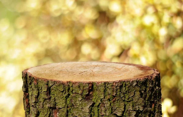 Порожній Стовбур Дерева Природним Фоном — стокове фото