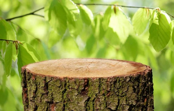 Lege Boomstam Met Natuurlijke Achtergrond — Stockfoto