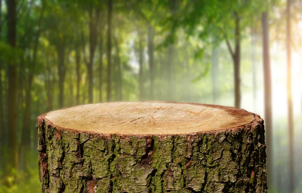 Lege Boomstam Met Natuurlijke Achtergrond — Stockfoto