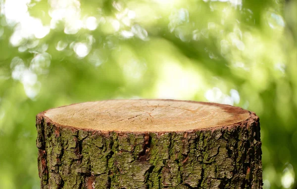 Пустой Ствол Дерева Естественным Фоном — стоковое фото