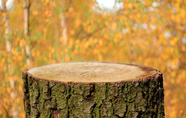 Pnia Drzewa Puste Naturalnego Tła — Zdjęcie stockowe