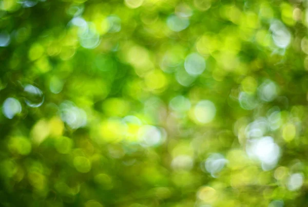 Pozadí Abstraktní Zelené Přirozený Bokeh — Stock fotografie