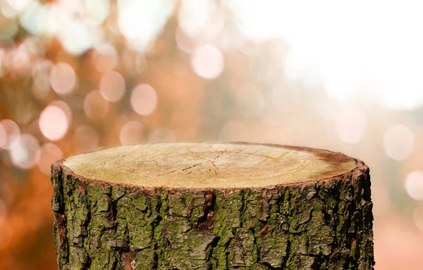 Prázdné Kmen Přírodním Pozadím — Stock fotografie