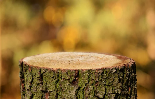 Tom Trädstam Med Naturlig Bakgrund — Stockfoto