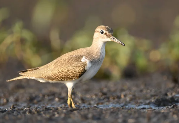 Vista Perto Sandpiper Madeira Habitat Natural — Fotografia de Stock