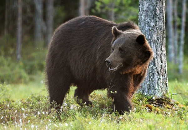 Dziki Niedźwiedź Brunatny Naturalnym Środowisku — Zdjęcie stockowe