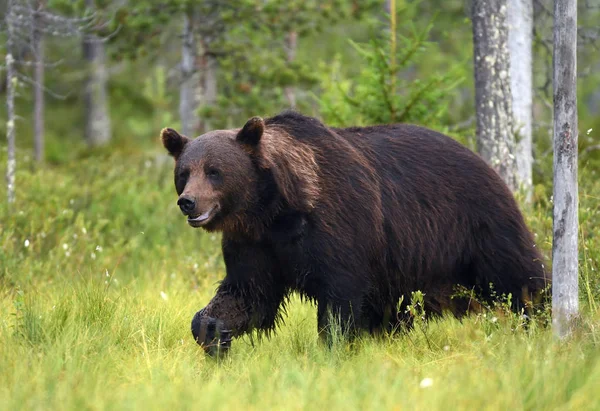 Divoký Medvěd Hnědý Přirozeném Prostředí — Stock fotografie