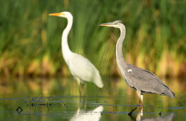 Garça Cinzenta Ardea Cinerea Grande Garça Branca Egretta Alba Fundo — Fotografia de Stock