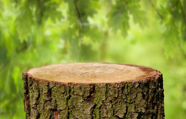 Lege Boomstam Met Natuurlijke Achtergrond — Stockfoto