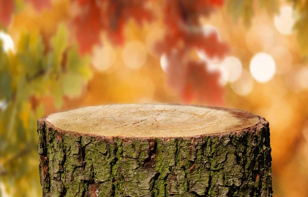 Empty Tree Trunk Natural Background — Stock Photo, Image