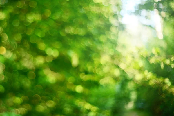 Abstract Green Natural Bokeh Background — Stock Photo, Image