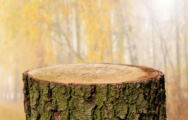 Empty Tree Trunk Natural Background — Stock Photo, Image