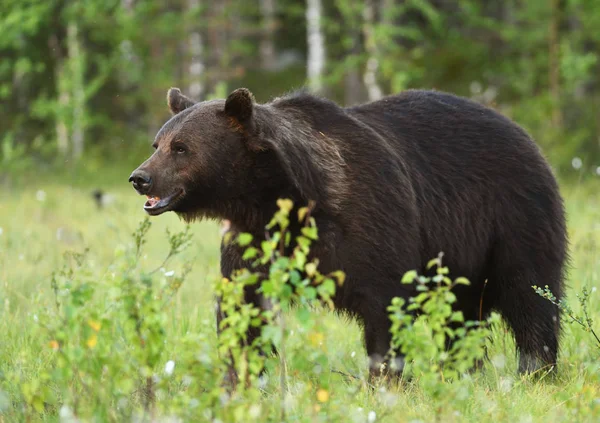 野生棕熊在自然栖息地 — 图库照片