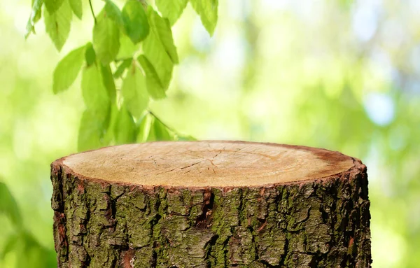 Lege Boomstam Met Natuurlijke Achtergrond — Stockfoto