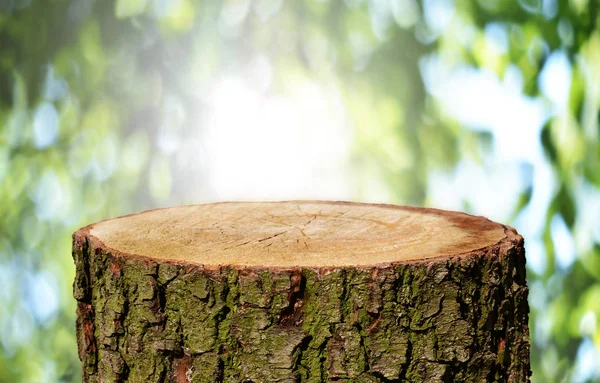 Lege Boomstam Met Natuurlijke Achtergrond — Stockfoto