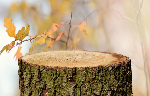 Пустой Ствол Дерева Естественным Фоном — стоковое фото