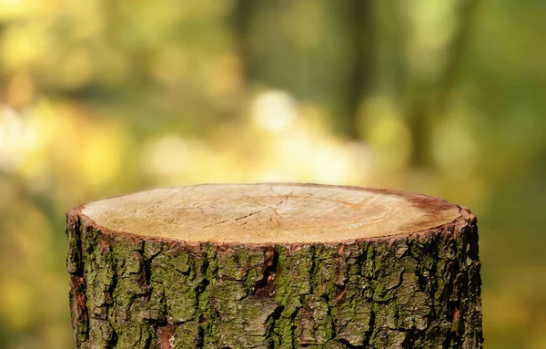 Lege Boomstam Met Natuurlijke Achtergrond — Stockfoto