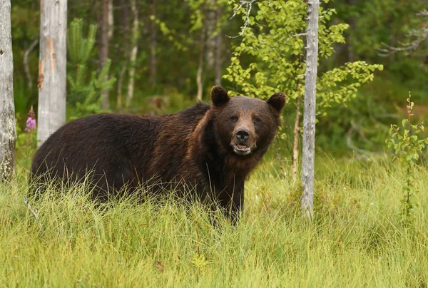 Urso Pardo Selvagem Habitat Natural — Fotografia de Stock