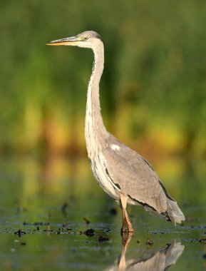 Gri balıkçıl doğal ortamlarında, yakın çekim