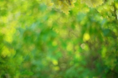 soyut yeşil doğal bokeh arka plan