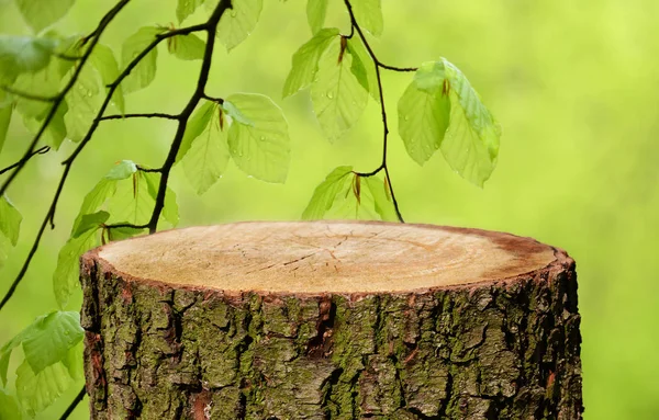 Tronco Árbol Vacío Con Fondo Natural — Foto de Stock