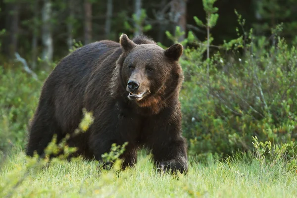 Urso Pardo Selvagem Habitat Natural — Fotografia de Stock